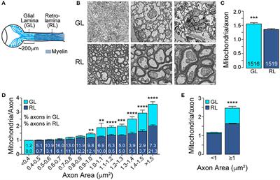 Local Accumulation of Axonal Mitochondria in the Optic Nerve Glial Lamina Precedes Myelination